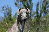 GREYHOUND 082